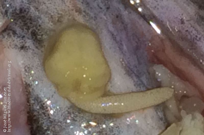 Представитель Семейства Cecropidae